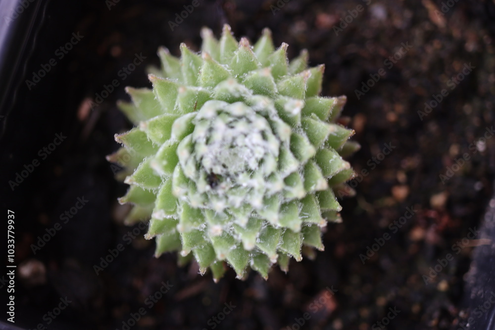 Sempervium Koko Flanel rojnik pajęczynowaty Sempervium Koko Flanel rojnik pajęczynowaty