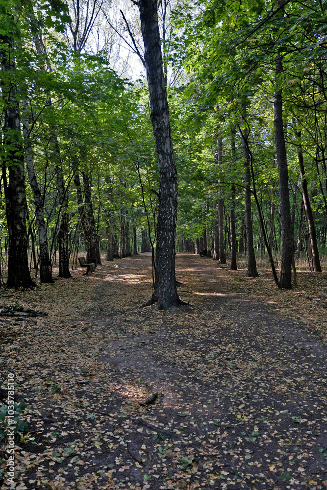 Path in the park in the autumn. Sunny day in the forest. Autumn forest with fallen leaves on the ground and trees in the background Path in the park in the autumn. Sunny day in the forest. Autumn forest with fallen leaves on the ground and trees in the background