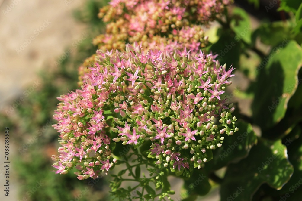 fiore fiore