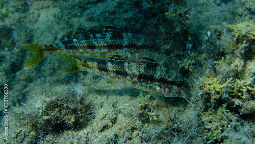 Striped red mullet or surmullet (Mullus surmuletus) undersea, Aegean Sea, Greece, Halkidiki, Pirgos beach