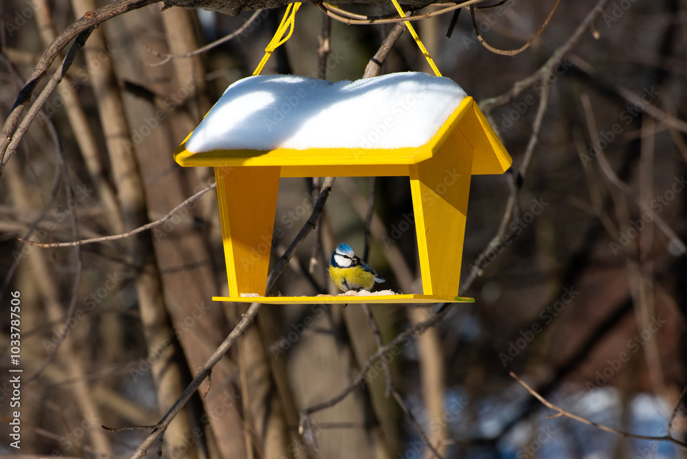 Single Cyanistes caeruleus tit bird perched on a yellow snow-covered feeder, hanging from a tree branch in a winter forest