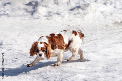 A Cavalier King Charles Spaniel walking on a snowy ground in the winter sunshine, looking curious and alert