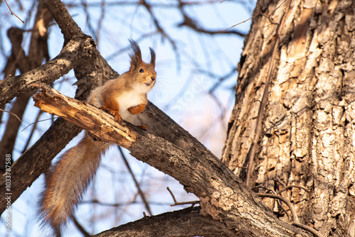 Obraz na płótnie Squirrel sitting on a tree branch in a forest, looking alert with fluffy tail and ears standing up w salonie