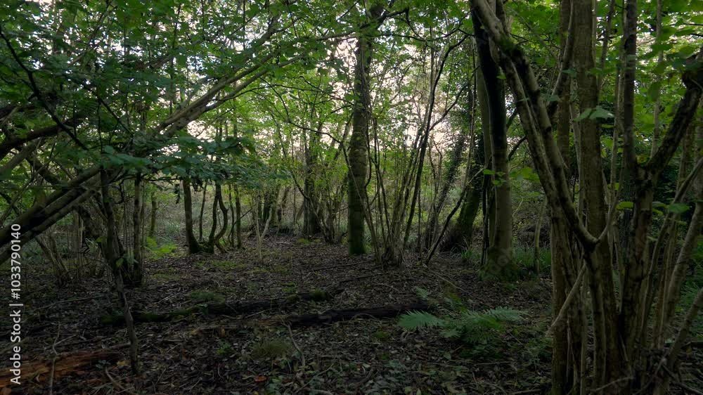 A woodland scene with a muddy forest floor and light leaf covering A woodland scene with a muddy forest floor and light leaf covering