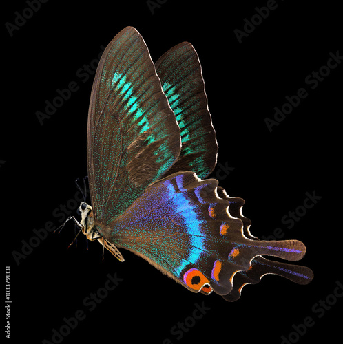 bright colorful tropical swallowtail butterfly isolated on black