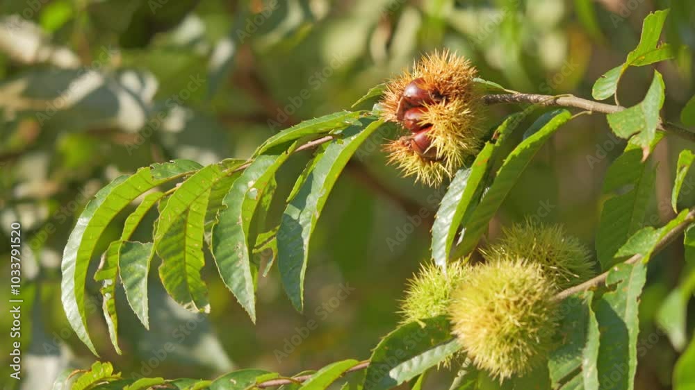 Chestnuts just before harvest, autumnal custom, fruit