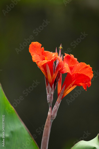 Photography Red canna flowers with waterdrops from a rain shower