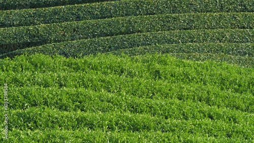 Green tea fields in Uji, Kyoto, Japan	
 photo