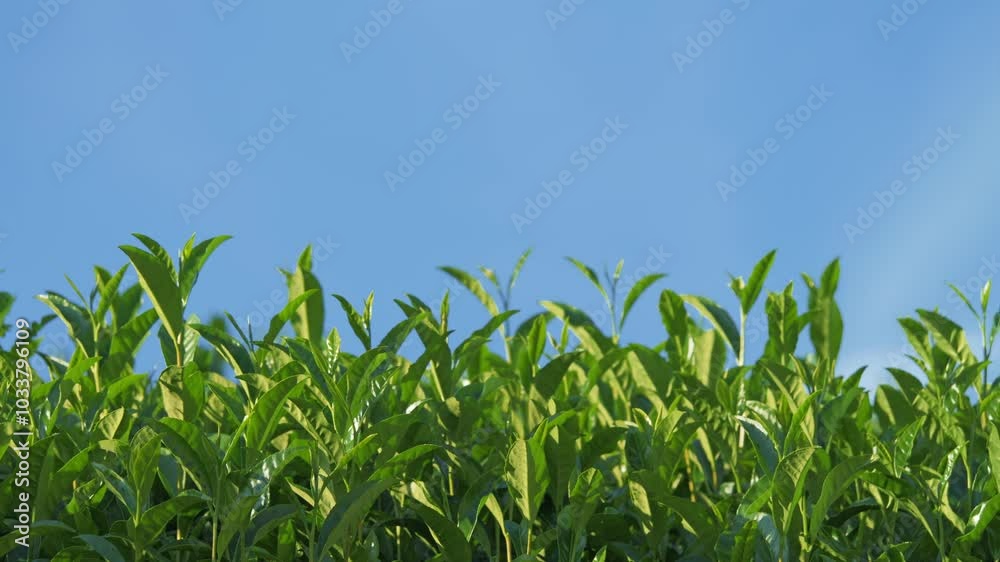 Tea fields and blue sky in Kyoto
Tea fields and blue sky in Kyoto