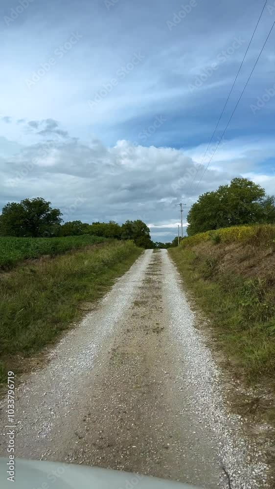 A gravel road next to farmland with soybeans and feed corn growing A gravel road next to farmland with soybeans and feed corn growing