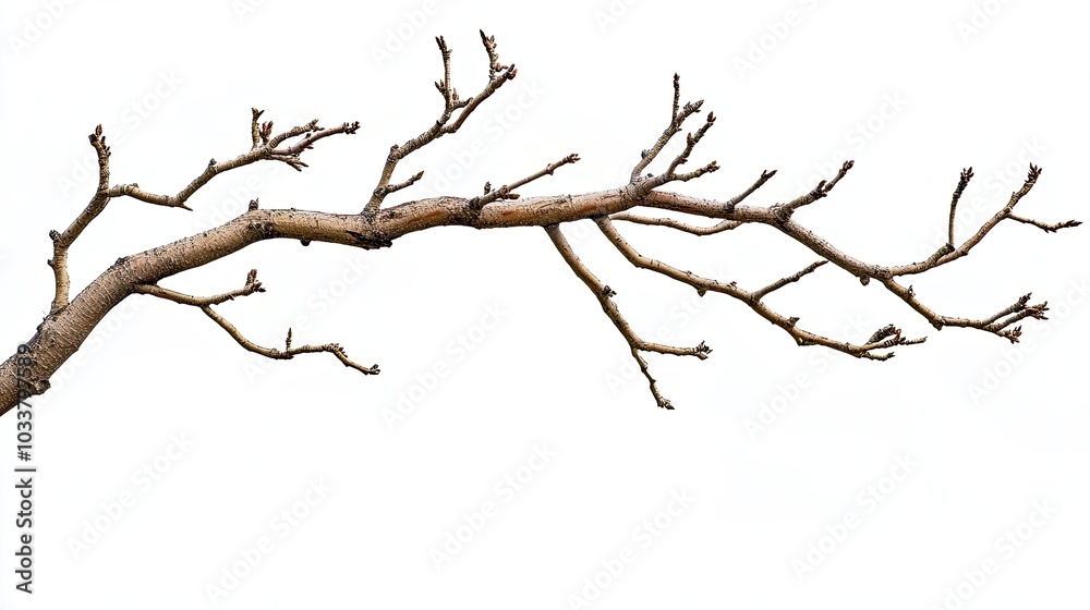 Dry branch of a tree isolated on white background Dry branch of a tree isolated on white background