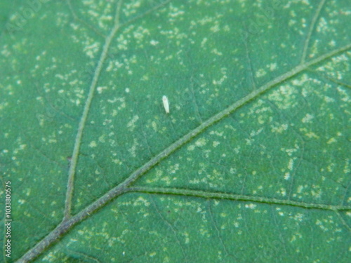 Green leaf background from tropical area