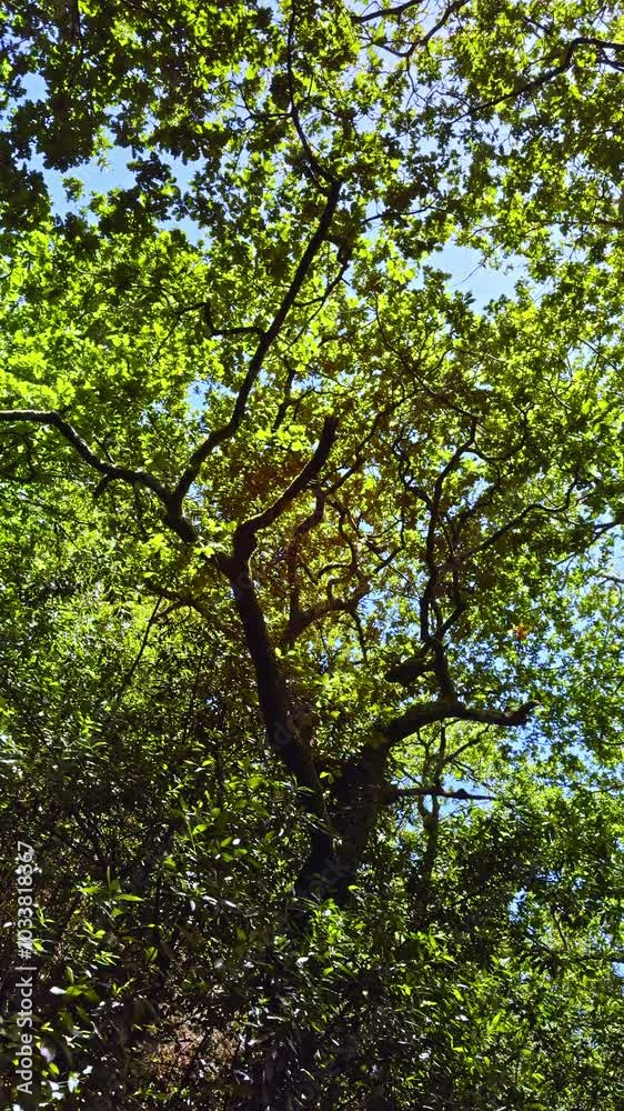 Sunlight Through Dense Forest Canopy Sunlight Through Dense Forest Canopy