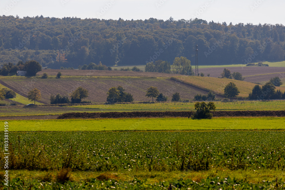 Obraz premium Panoramic view over a field with a row of trees and a hill in the background