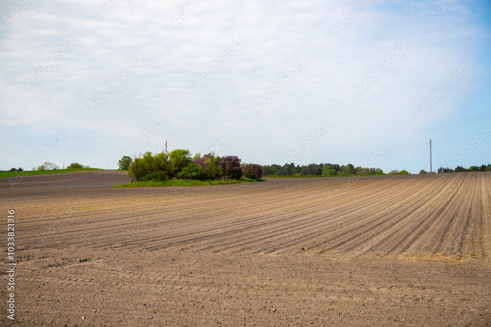 Panoramic view over a field with a row of trees and a hill in the background Panoramic view over a field with a row of trees and a hill in the background