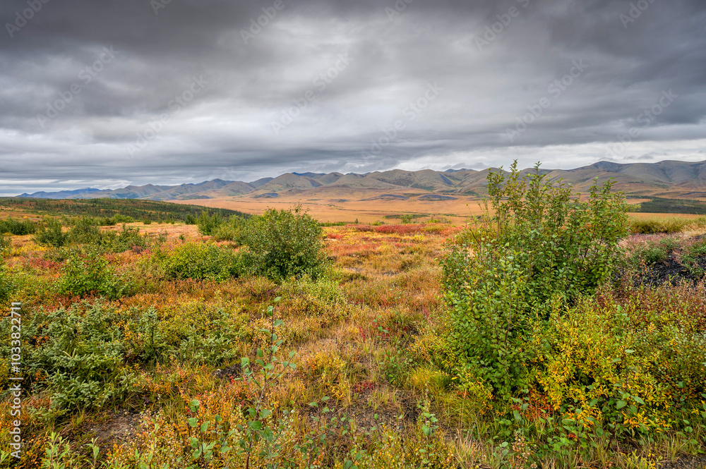 Fototapeta premium Autumn foliage in the Richardson Mountains on the Arctic Circle in the Yukon Territory, Canada