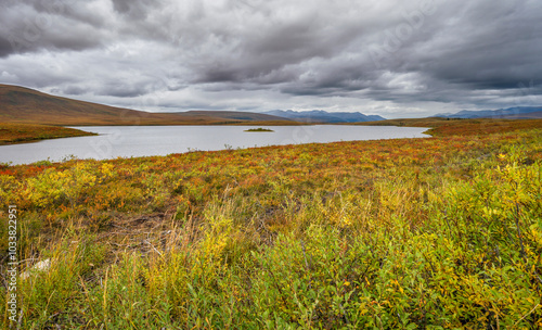 Autumn vegetation at Two Moose Lake in Tombstone Territorial Park, Yukon, Canada photo