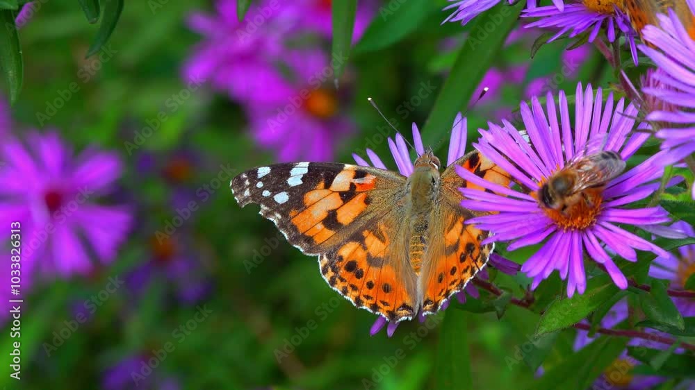 Butterfly painted lady -Vanessa cardui- collects nectar from autumn flowers Aster in the garden Butterfly painted lady -Vanessa cardui- collects nectar from autumn flowers Aster in the garden