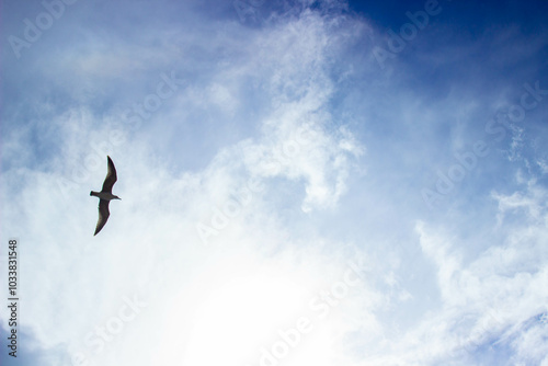 seagull in flight