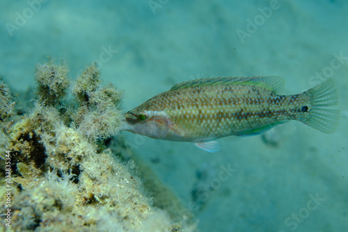 East Atlantic peacock wrasse (Symphodus tinca) undersea, Aegean Sea, Greece, Halkidiki, Pirgos beach photo