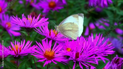 Cabbage butterfly Pieris brassicae - white butterfly collects nectar on Astra flowers in the garden photo