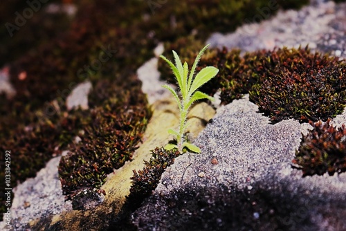 Shaggy young Myosotis Stricta plant growing on a moss-covered gray stones