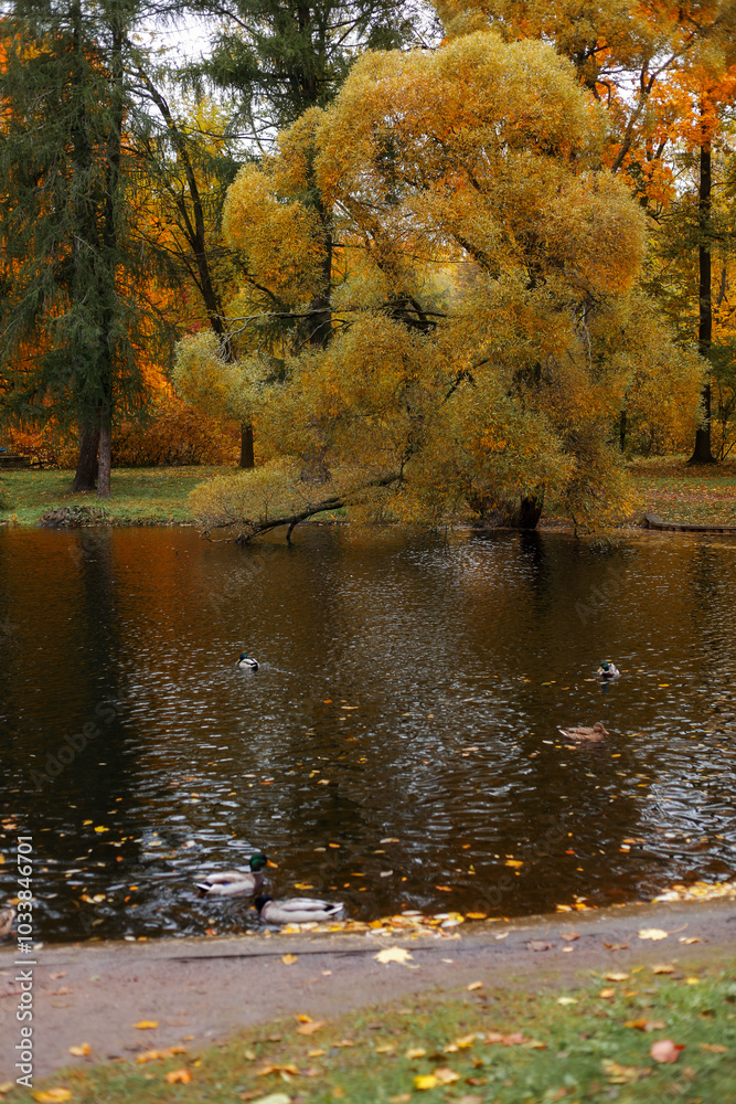 Fototapeta premium autumn park, trees with yellow and orange leaves