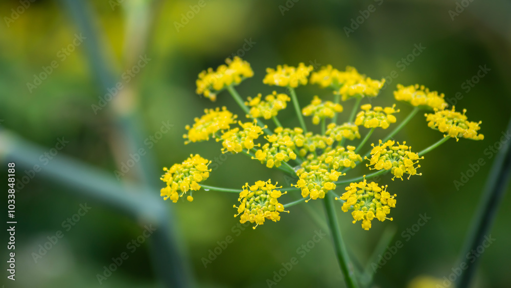Flores de hinojo silvestre con fondo borroso Flores de hinojo silvestre con fondo borroso