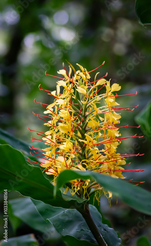 Grandes flores amarillas de Hedychium gardnerianum