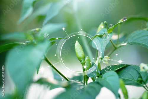 Close-up of chili plant with digital farming interface, ideal for agriculture, sustainability, and technology concepts