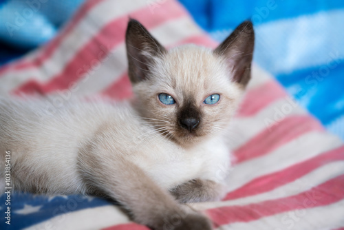 A kitten is laying on a bed and looking at the camera.