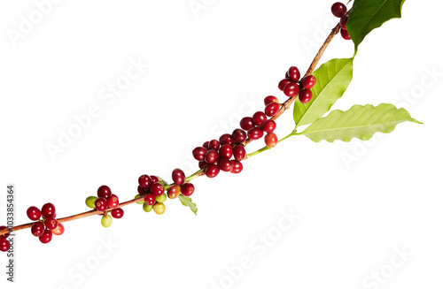 Bougainvillea flower, Paperflower, Pink Bougainvillea flower isolated on white background, with clipping path photo