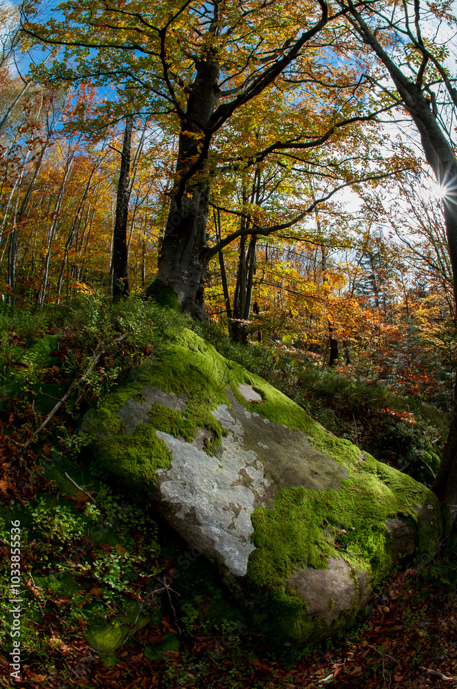 A stunning natural boulder rock rises out of the dense forest, demonstrating the power of erosion and nature's geology. A stunning natural boulder rock rises out of the dense forest, demonstrating the power of erosion and nature's geology.