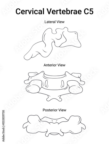 Overview of Cervical Vertebrae C5 in Sketch