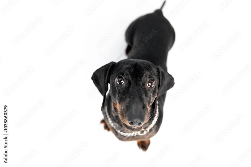 Dachshund Dog Looking Up. Dog isolated on white Dachshund Dog Looking Up. Dog isolated on white