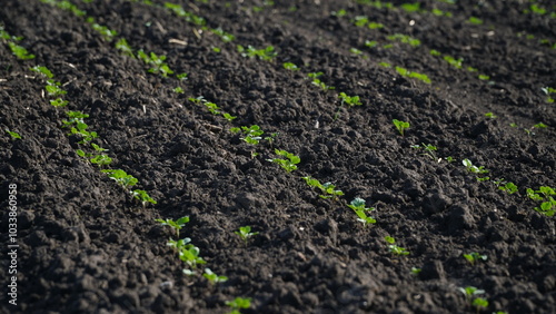 Winter rapeseed grows on the farm field. n