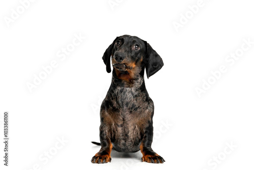 Dachshund Dog Sitting on White Background. Dog isolated on white