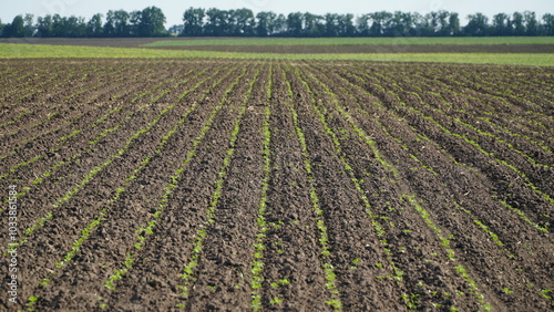 Rape. Winter rape grows in the autumn field. Brassica napus. n