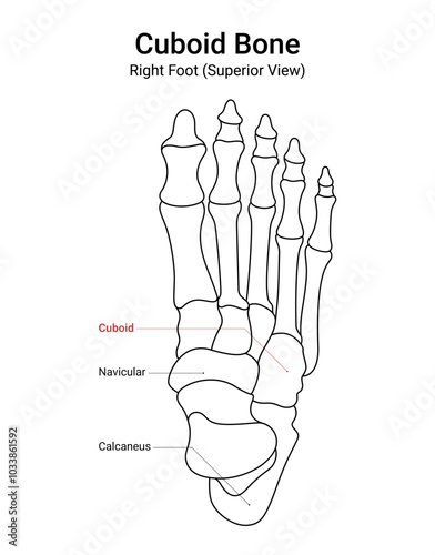 Diagram of Cuboid Bone Right Foot Superior View
