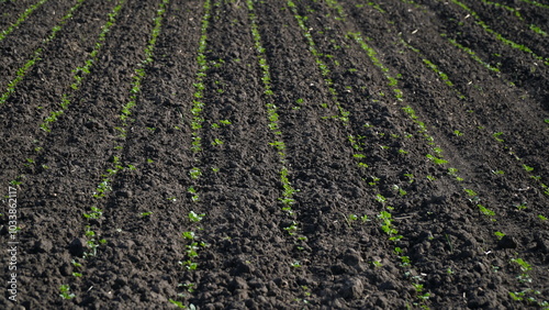Winter rapeseed grows on the farm field. n