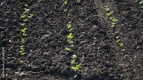 Rape. Winter rape grows in the autumn field. Brassica napus. n