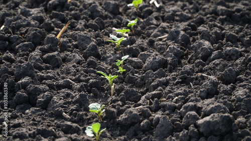 Rape. Winter rape grows in the autumn field. Brassica napus. n