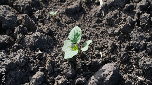 Winter rapeseed grows on the farm field. n