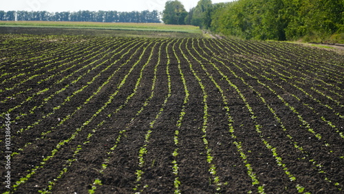 Winter rapeseed grows on the farm field. n