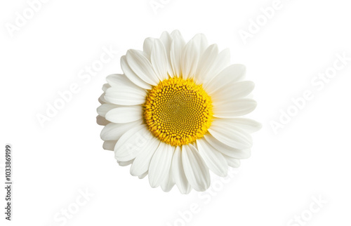 Daisy flower transparent background image