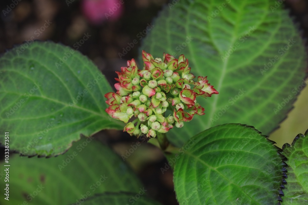 Inflorescence d'Hortensia