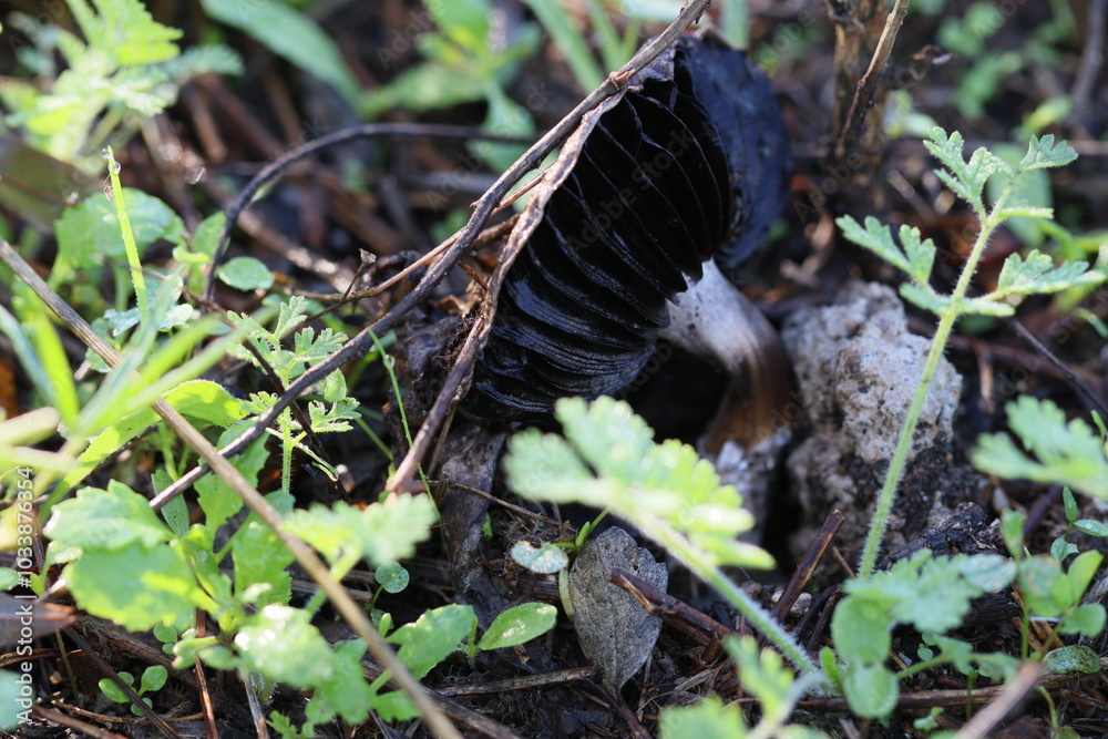 Obraz premium Cogumelos Selvagens Boidobra Portugal