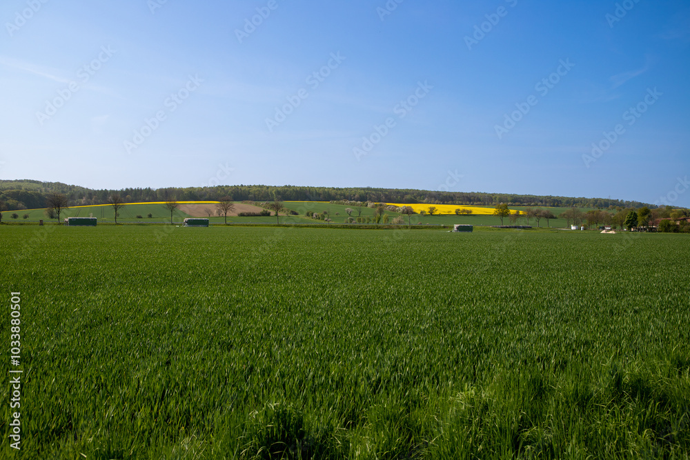 Panoramic view over a field with a row of trees and a hill in the background Panoramic view over a field with a row of trees and a hill in the background