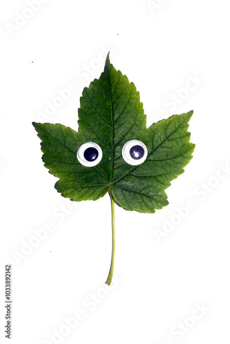 Funny Autumn Leaf Plant With Goggle Eyes on a White Background photo