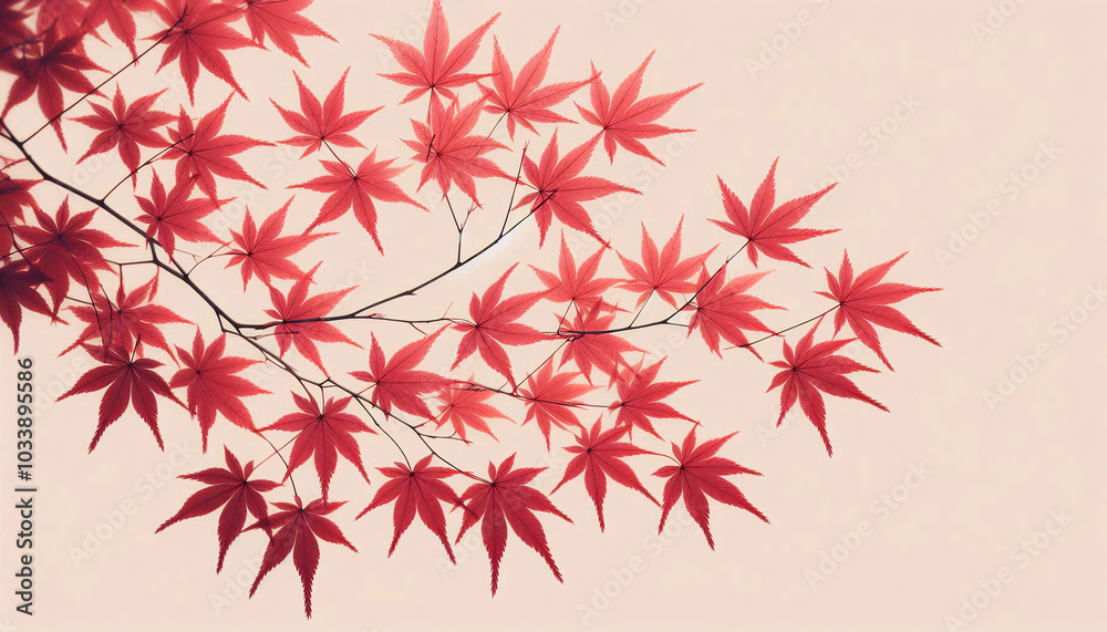 Japanese maple leaf, red, delicate, no background Japanese maple leaf, red, delicate, no background